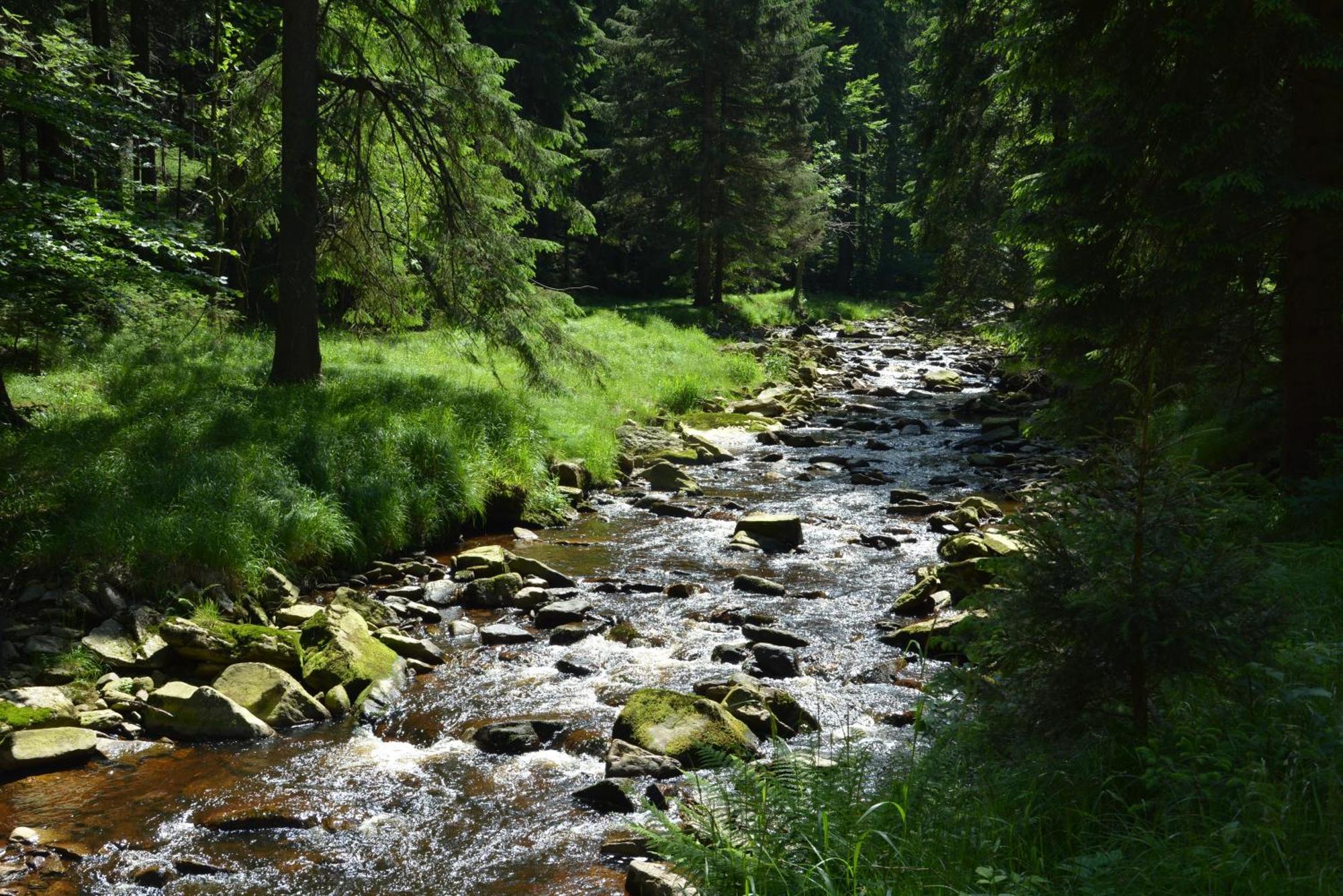 Waldgasthof Bad Einsiedel Seiffen Kültér fotó